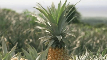 Explorez La Réunion: Terres Volcaniques et Ananas Victoria en Cuisine