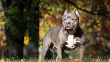 Interdiction de l'American Bully XL au Royaume-Uni suite à une augmentation des attaques