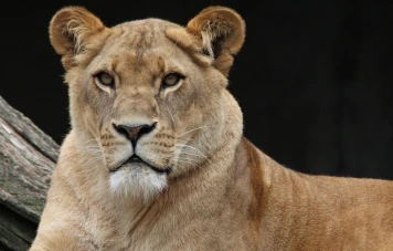 Lionne attaque un Rottweiler de 75 kg dans un jardin à Nairobi