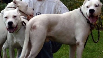 Femme de 93 ans tuée par un chien: deux femmes en garde à vue