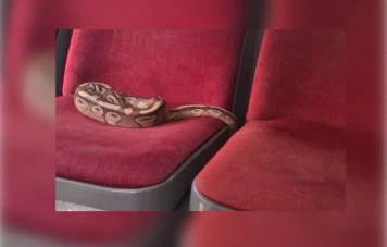 Voyageur à Rouen laisse son python dans un bus, incident insolite