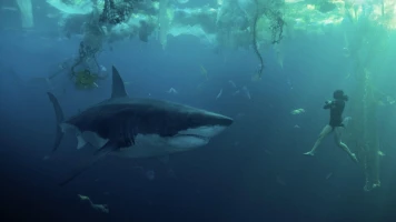 Réactions à la bande-annonce de "Sous la Seine" de Netflix - Controverse sur les requins