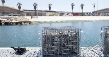 Rénovation de la Base Nautique de Marseille: Un Refuge pour les Petits Poissons