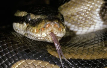 Tragédie en Indonésie: Femme de 45 ans retrouvée morte dans un python