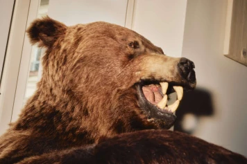 Débat TikTok: Préférence pour l'Ours ou l'Homme - Perspectives et Faits