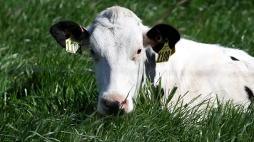 Vache échappée à Londres heurtée par la police, provoque un scandale