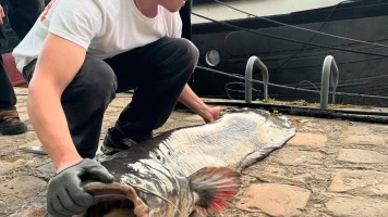 Jeune pêcheur parisien attrape un silure exceptionnel de 2m10 dans la Seine