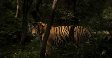 Celle qui rêvait des tigres : Un Voyage Poétique à Travers la Sororité et l'Identité