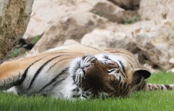 Firmin, le tigre rescapé : un combat pour la vie au Zoo Refuge La Tanière