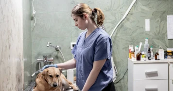 Le Petit Prince : Refuge pour Chats à Kharkiv - Animal Rescue Kharkiv