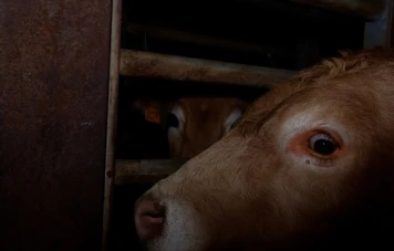 L214 Dépose Plainte pour Sévices Graves à l'Abattoir Rhône Ouest
