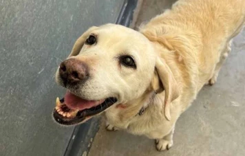 Daisy, la chienne labrador enlevée, retrouve ses maîtres après 7 ans