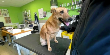 Stéphanie Lisicki : Héroïne des Animaux Handicapés à Montreuil-au-Houlme