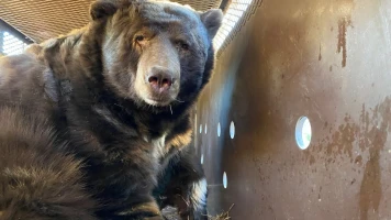 Un ours noir de 200 kg découvert sous une maison à Altadena, Californie