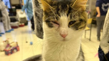 Sauvetage de 200 félins à Chennevières-sur-Marne : Un appel à la protection animale
