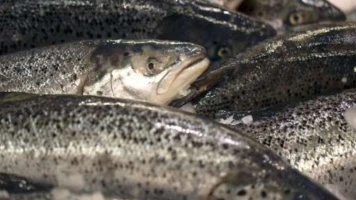 Évasion de 27 000 saumons d'élevage en Norvège : Mowi offre une récompense