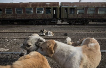 Jane Goodall alerte la FIFA sur l'élimination des chiens errants au Maroc avant la Coupe du Monde 2030