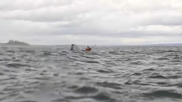 Incroyable incident : Une baleine à bosse avale et recrache un kayakiste dans le détroit de Magellan