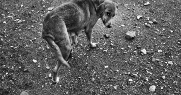 Abattage de chiens errants au Maroc : une polémique éthique avant la Coupe du Monde 2030