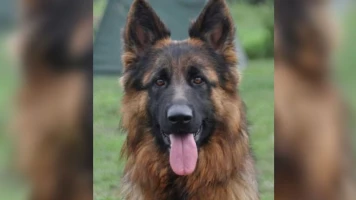 Texane, la chienne volée au Salon de l'Agriculture, retrouvée après cinq jours
