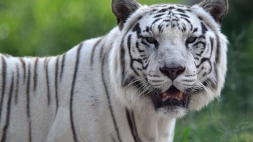 Triste nouvelle : Le zoo de Pessac perd Kiara, sa tigresse blanche emblématique