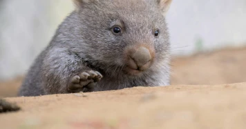 Scandale en Australie : Sam Jones, l'influenceuse de la chasse, défend son acte controversé