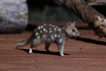 Découvrez les Quolls : Les Chats Marsupiaux d'Australie et de Nouvelle-Guinée