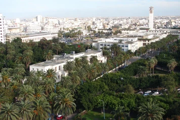Interdiction du palmier Washingtonia à Casablanca : enjeux et controverses