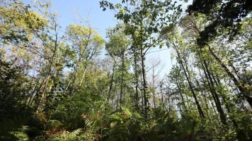 Violences parentales : un père jugé pour avoir abandonné son fils dans la forêt