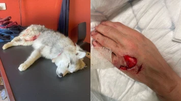 Attaque d'American Bully à Villers-sur-Mer : un couple et leur chiot blessés