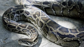 Tragédie à Buton : Une Indonésienne de 55 ans tuée par un python