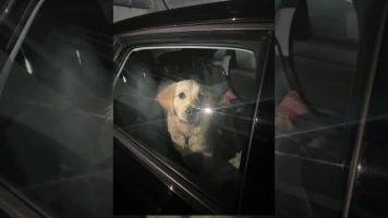 Urgent : Chiot enfermé dans une voiture à Saint-Martin-du-Var