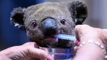 Abattage controversé de koalas au parc national de Budj Bim : un dilemme éthique