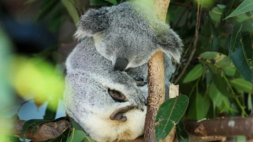 Abattage de koalas en Australie : un choix controversé après un incendie