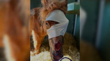Tragédie du Poney Obélix : Abandonné et Blessé, Victime d'un Manque de Protection