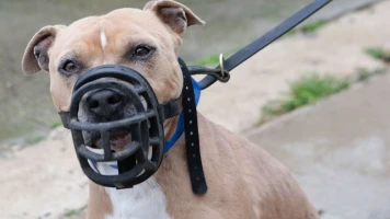 Attaque par un American Staffordshire Terrier : Manon, 22 ans, blessée au Parc des Loges