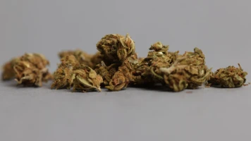 Brûlage de Cannabis à Lice : Les Risques Soufferts par les Habitants