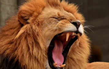 Tragédie à Nadjaf : Un homme tué par son lion de compagnie