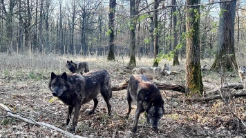 Un Loup Gris Mort à Rambouillet : Enquête sur une Possible Destruction d'Espèce Protégée