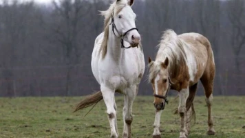 Julie du ranch du Grand Aigle dénonce un acte de zoophilie en Hautes-Alpes