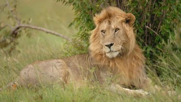 Tragique attaque de lion en Namibie : un touriste perd la vie