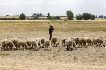Aïd-el-Adha 2023 : Appel du Roi du Maroc à renoncer au sacrifice des moutons face à la sécheresse