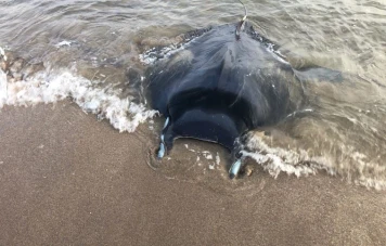 Sauvetage spectaculaire : Deux raies Mobula Mobular secourues sur la plage de Vias