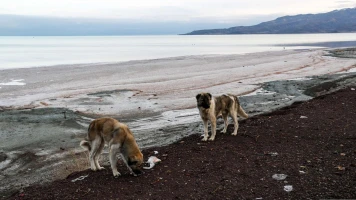 Interdiction de Promener son Chien en Iran : Enjeux et Conséquences