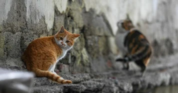 Enquête sur la banalisation de la torture animale en ligne : un phénomène mondial révélé en Chine