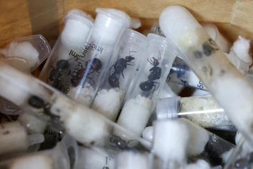 Deux jeunes Belges condamnés au Kenya pour avoir stocké des fourmis