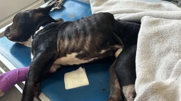 Condamnation controversée pour un couple ayant affamé leur chien Tyson jusqu’à la mort