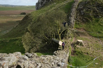 Condamnation pour le vandalisme de l'arbre emblématique de Sycamore Gap