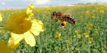 Acétamipride : Pétition et Vérités Scientifiques sur un Pesticide Controversé