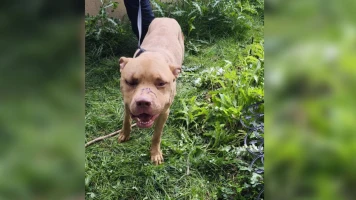 Actes de torture sur un chien : le propriétaire placé en garde à vue à Pierrefitte-sur-Seine